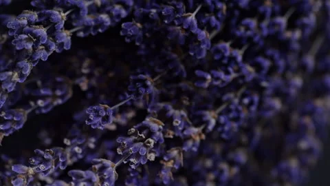 Dried lavender flowers background. Stock Footage 276191267