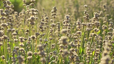 Dried lavender flowers at sunset Stock Footage 317574880