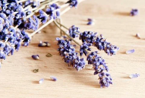 Dried lavender Stock Photos