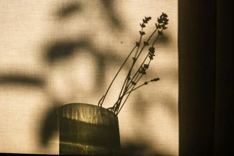 Dried lavender stems placed in a small vase against a sunlit window screen 写真素材