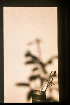 Dried lavender stems placed in a small vase against a sunlit window 스톡 사진