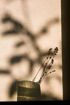 Dried lavender stems placed in a small vase against a sunlit window screen Stock Photos