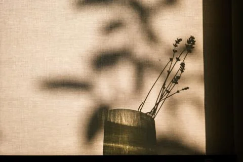 Dried lavender stems placed in a small vase against a sunlit window screen Stock Photos