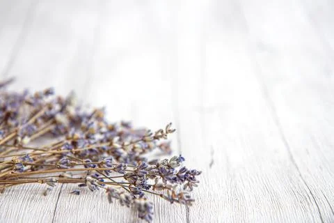 Dried Lavender on a white background Stock Photos