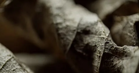 Dried leaf in the autumn extreme microscope close-up 스톡 동영상 293797555