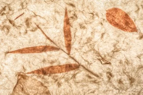 Dried leaf background Stock Photos