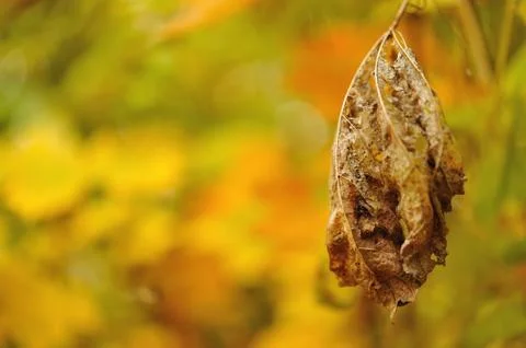 Dried leaf on colored blury background. Closeup view to autumn deail. Stock Photos