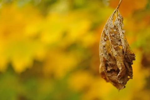 Dried leaf on colored blury background. Closeup view to autumn deail. Stock Photos