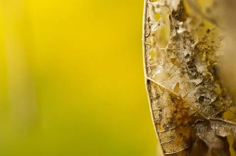 Dried leaf on colored blury background. Closeup view to autumn deail. 스톡 사진