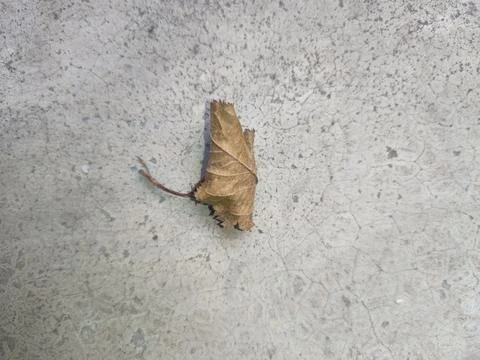 Dried Leaf on Concrete Surface Stock Photos
