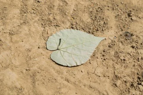 Dried leaf on earth Stock Photos