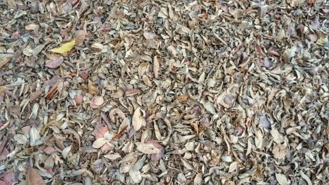 Dried leaf fall on ground Stock Photos