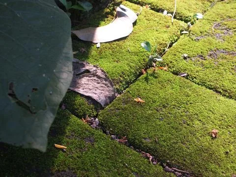 Dried leaf falling on a mossy old paving block surface. Stock Photos
