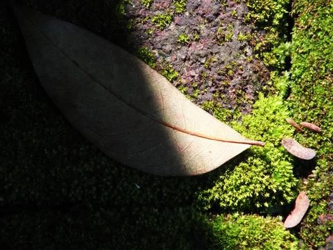 Dried leaf falling on a mossy old paving block surface. Stock Photos