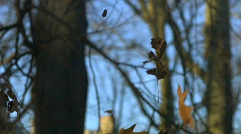 Dried leaf falling in park, Slow Motion Video stock 31819645