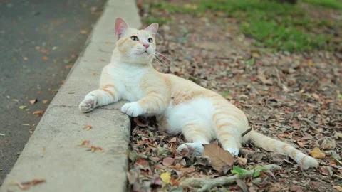 Dried Leaf Falling While Cat Chilling on Ground Stock Footage 153574317