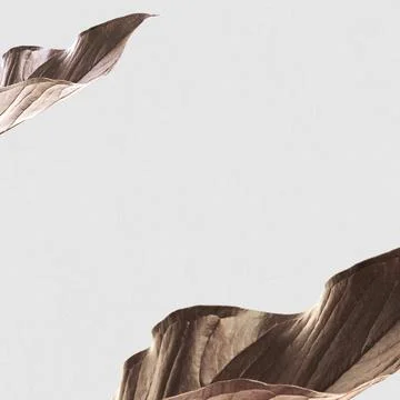 Dried leaf frame botanical background Stock Photos
