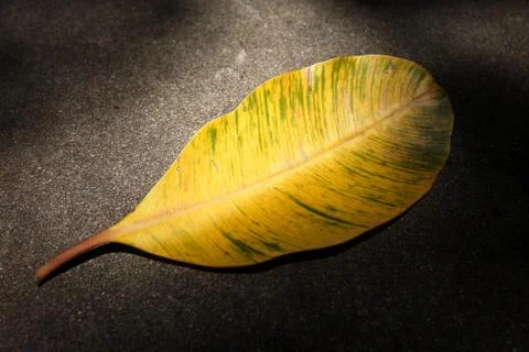 Dried Leaf on Ground with Sunlight Beam. Stock Photos