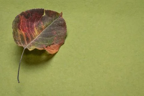 Dried leaf on handmade paper Stock Photos