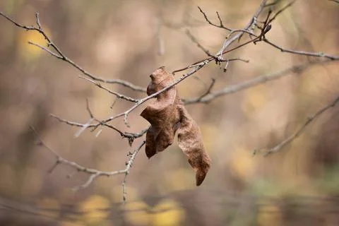 Dried leaf hangs on  branch Stock Photos
