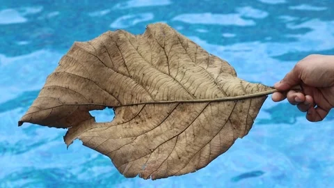 Dried leaf held in the hand with blue wavy pool background. Stock Footage 238847330