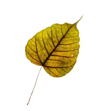 Dried leaf isolated Stock Photos