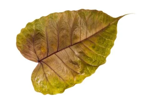Dried leaf isolated Stock Photos