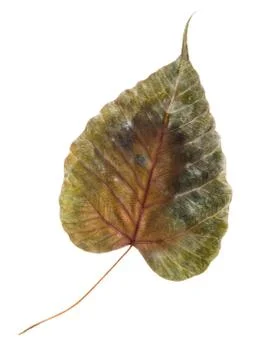 Dried leaf isolated Stock Photos