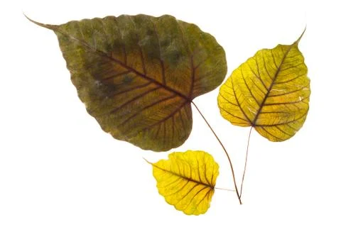 Dried leaf isolated Stock Photos