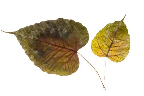 Dried leaf isolated Stock Photos