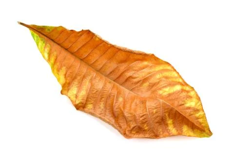 Dried Leaf isolated on white background Stock Photos