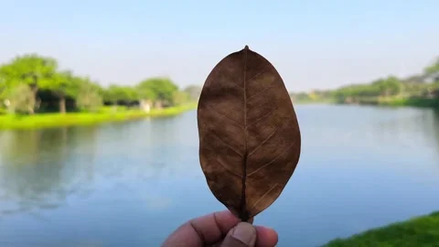 Dried Leaf by Lakeside Vídeos de archivo 339705678