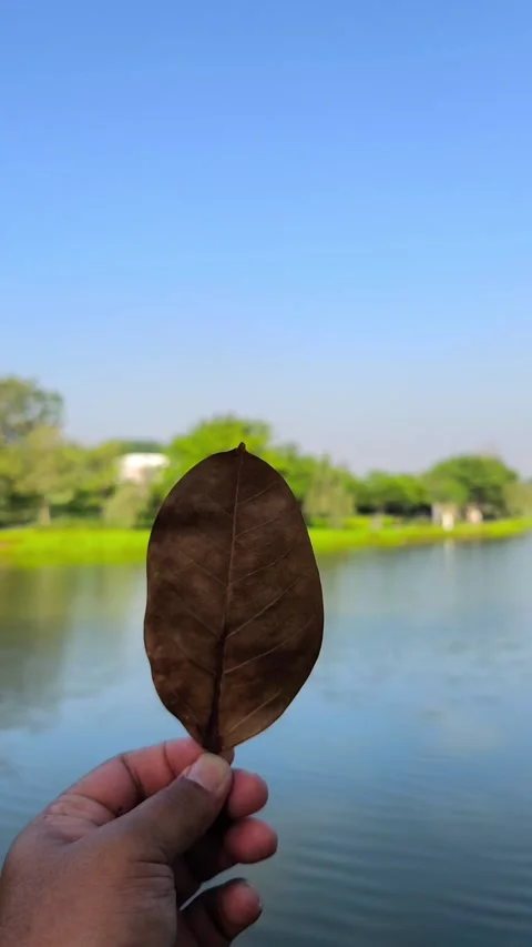 Dried Leaf by Lakeside Stock-Footage 339705706
