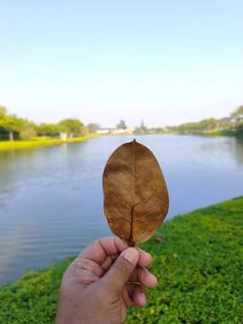 Dried Leaf by Lakeside 스톡 사진