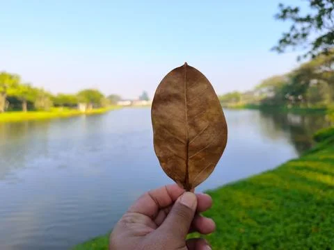 Dried Leaf by Lakeside Stock Photos