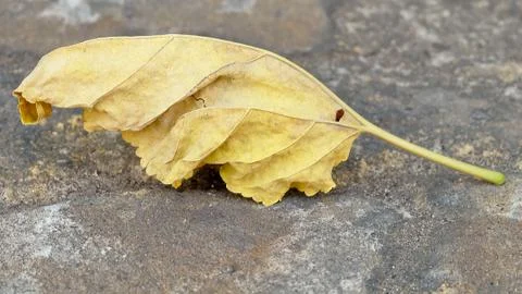 Dried Leaf Laying with Ashes Stock Photos