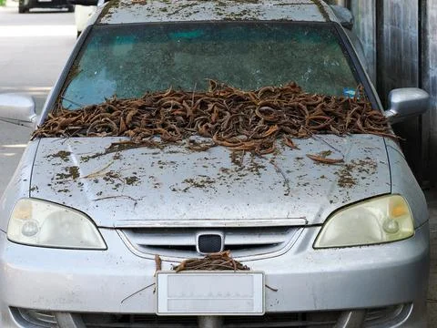 Dried leaf on the old car. Stockfoto's