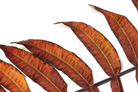 Dried leaf of ornamental tree sumac fluffy or sumac virginiana or vinegar t.. Foto stock