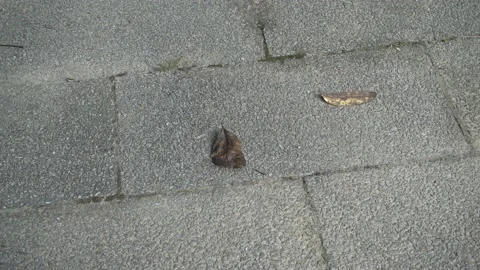 Dried leaf on pathway Stock Footage 146021254
