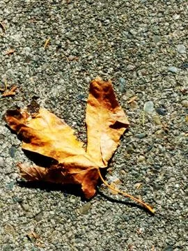 A dried leaf on the pavement Stock Photos