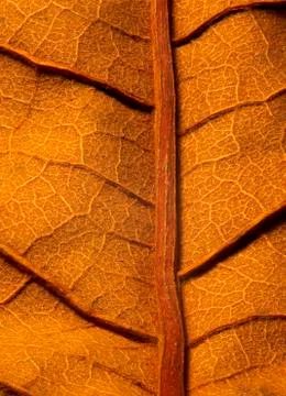 Dried leaf Stock Photos