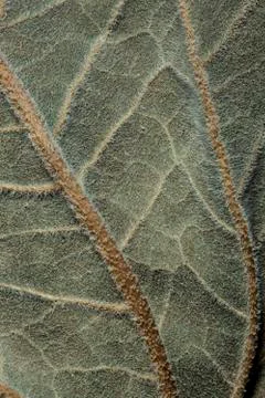 Dried leaf Foto stock
