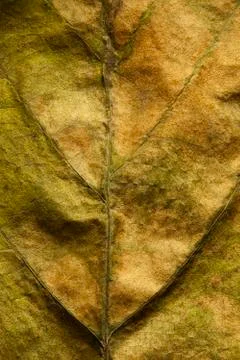 Dried leaf Stock Photos