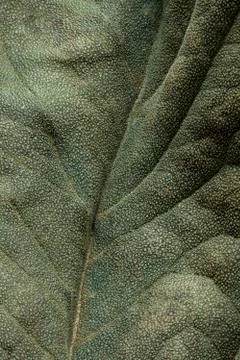 Dried leaf Stock Photos