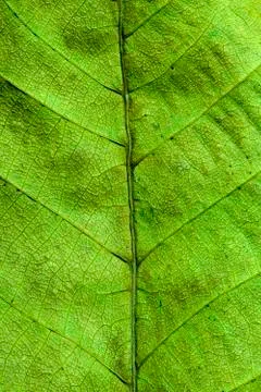 Dried leaf Stock Photos