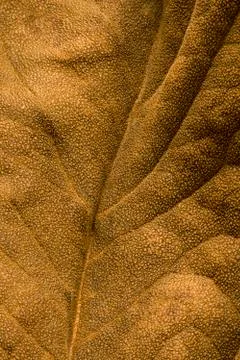 Dried leaf Foto stock