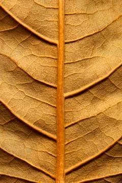 Dried leaf Foto stock