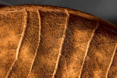 Dried leaf Foto stock