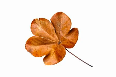 Dried leaf Stock Photos