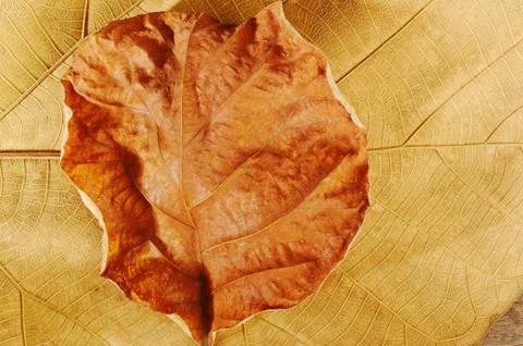 Dried leaf Stock Photos